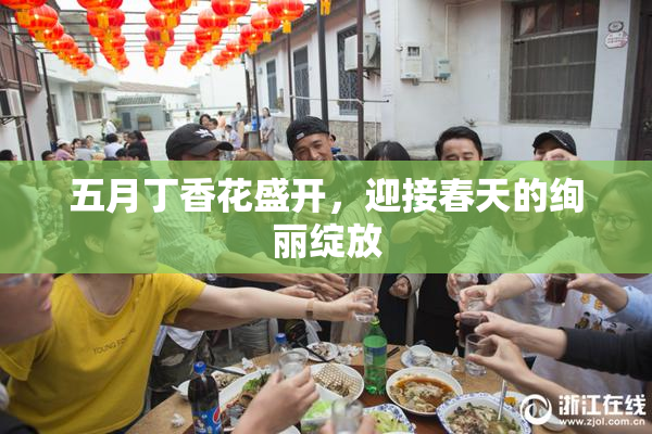 五月丁香花盛开，迎接春天的绚丽绽放