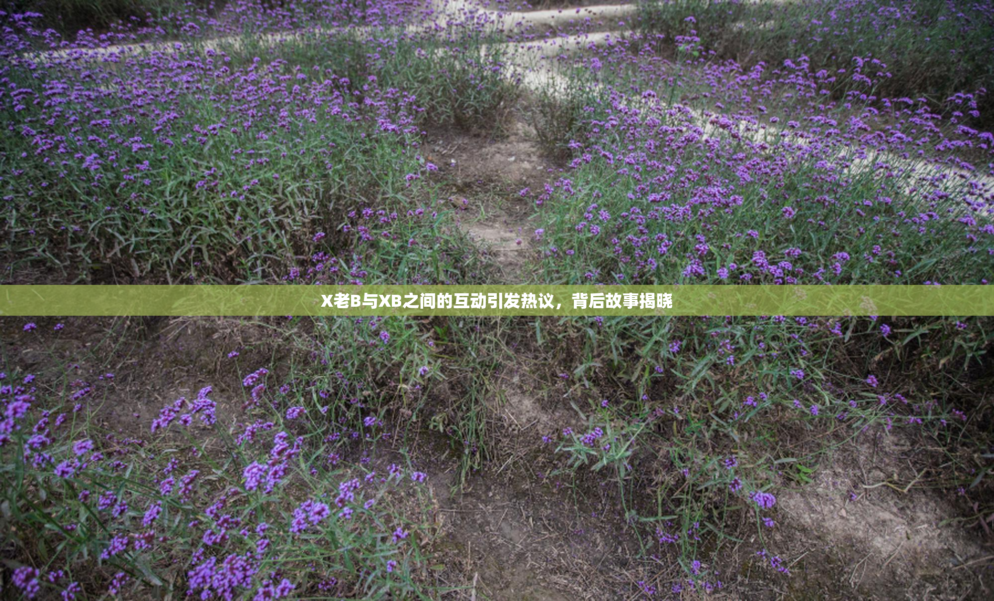 X老B与XB之间的互动引发热议，背后故事揭晓