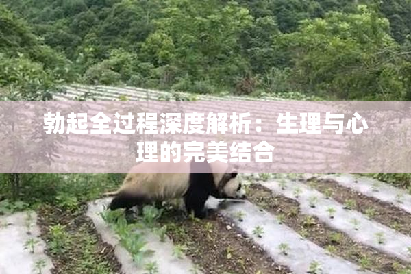 勃起全过程深度解析：生理与心理的完美结合
