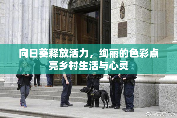 向日葵释放活力，绚丽的色彩点亮乡村生活与心灵