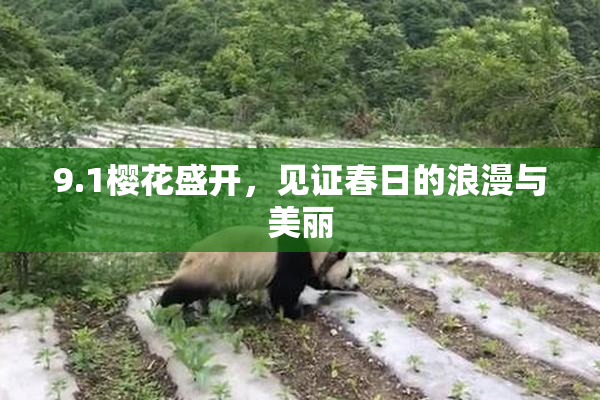 9.1樱花盛开，见证春日的浪漫与美丽