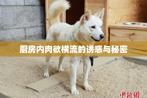 厨房内肉欲横流的诱惑与秘密