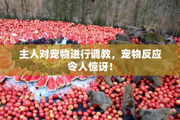 主人对宠物进行调教，宠物反应令人惊讶！