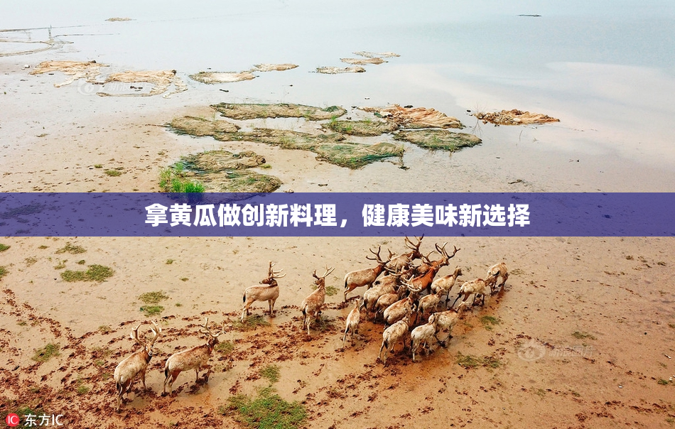 拿黄瓜做创新料理，健康美味新选择
