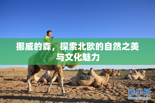 挪威的森，探索北欧的自然之美与文化魅力