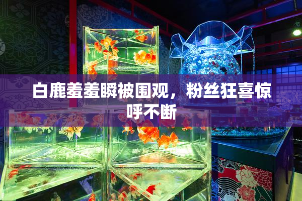 白鹿羞羞瞬被围观，粉丝狂喜惊呼不断