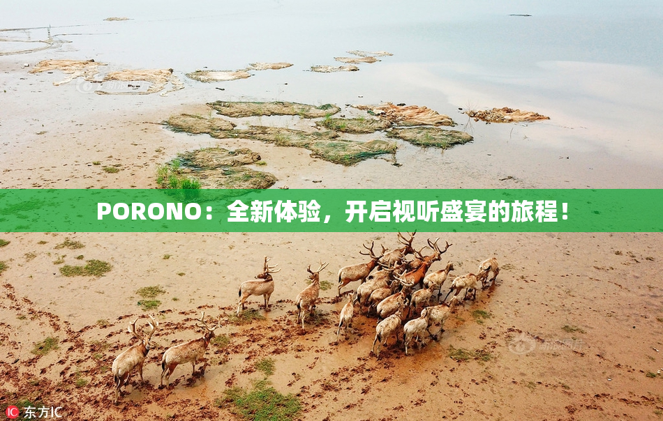 PORONO：全新体验，开启视听盛宴的旅程！