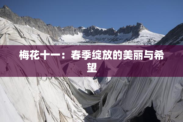 梅花十一：春季绽放的美丽与希望