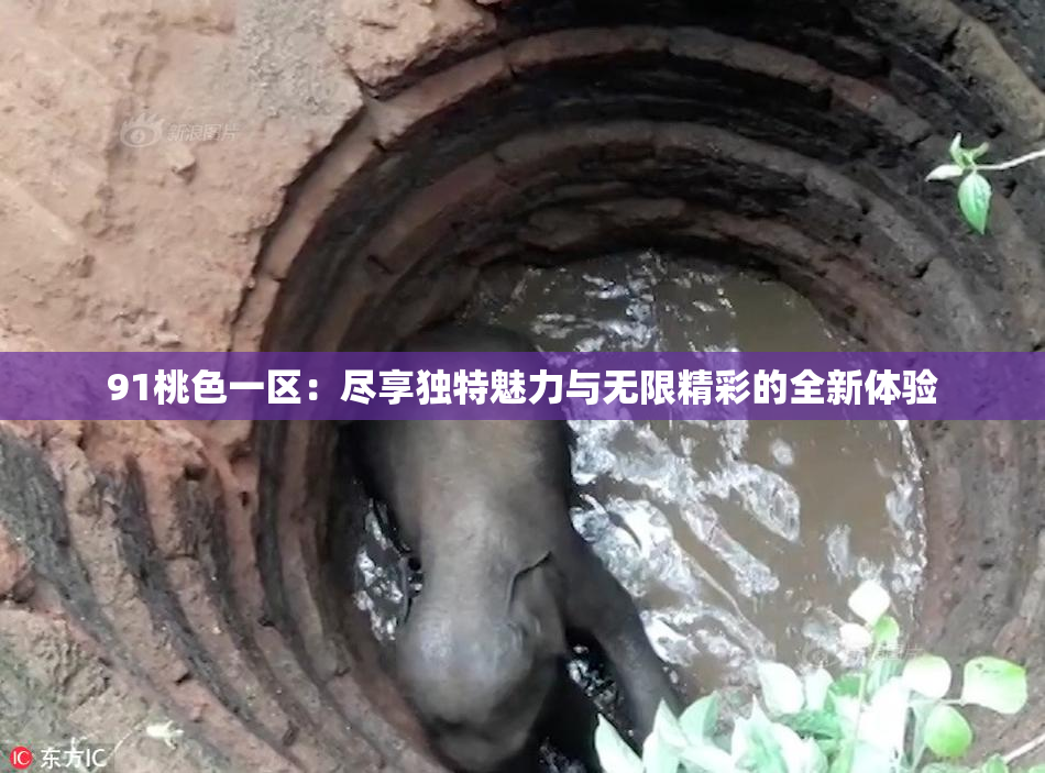 91桃色一区：尽享独特魅力与无限精彩的全新体验
