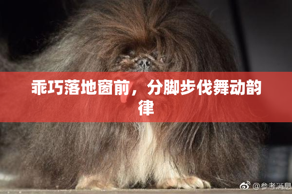 乖巧落地窗前，分脚步伐舞动韵律