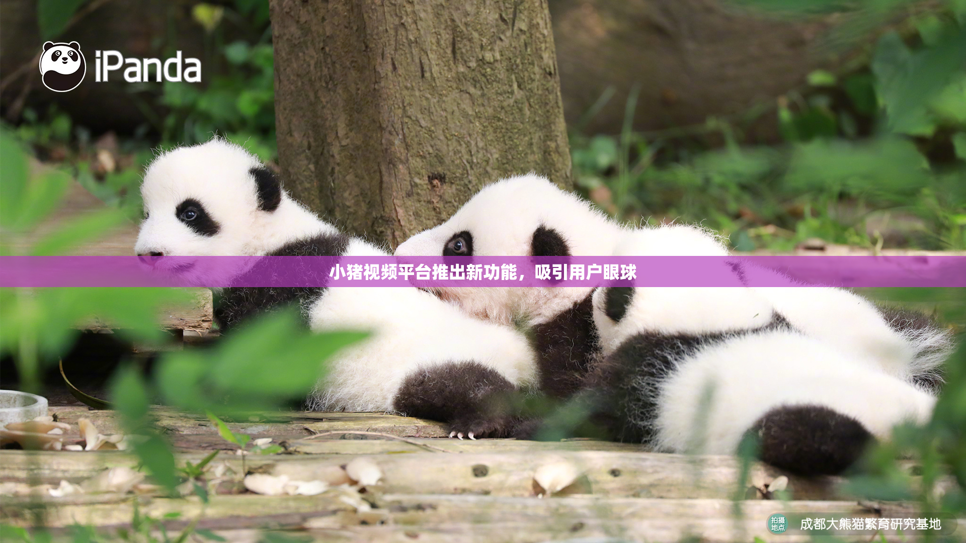 小猪视频平台推出新功能，吸引用户眼球