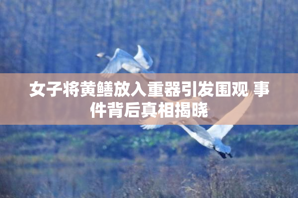 女子将黄鳝放入重器引发围观 事件背后真相揭晓