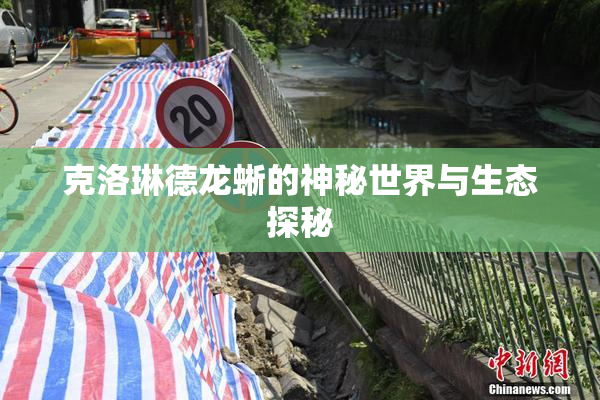 克洛琳德龙蜥的神秘世界与生态探秘