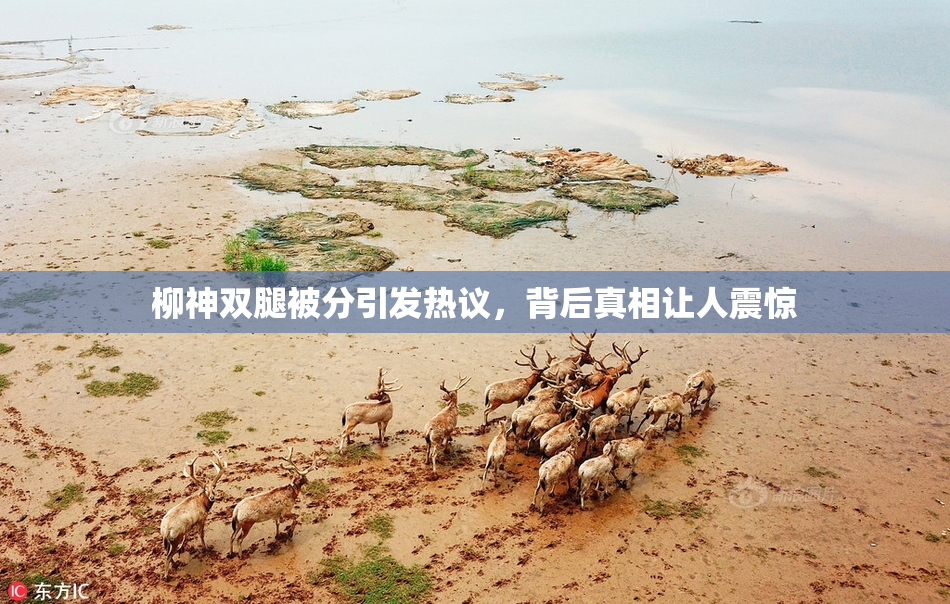 柳神双腿被分引发热议，背后真相让人震惊