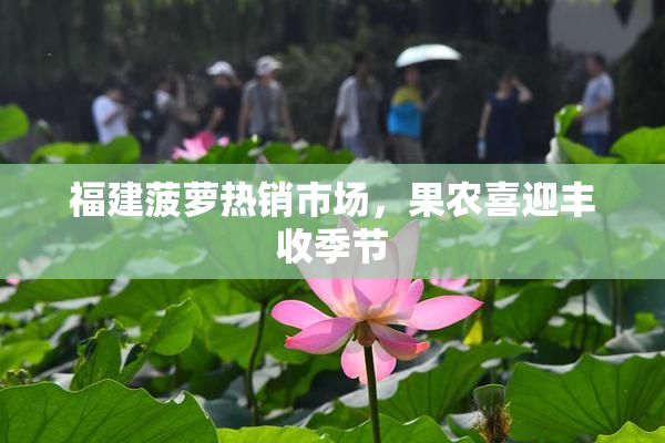 福建菠萝热销市场，果农喜迎丰收季节