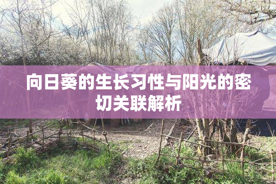 向日葵的生长习性与阳光的密切关联解析