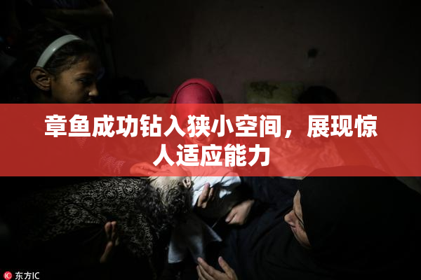 章鱼成功钻入狭小空间，展现惊人适应能力