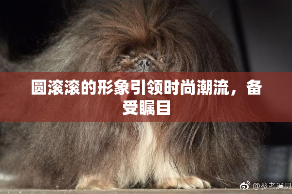 圆滚滚的形象引领时尚潮流，备受瞩目