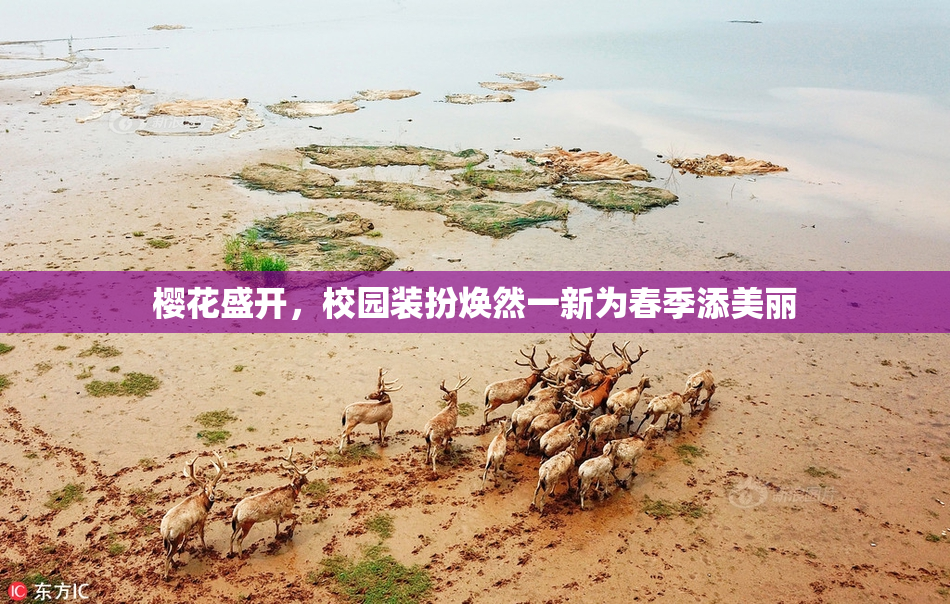 樱花盛开，校园装扮焕然一新为春季添美丽