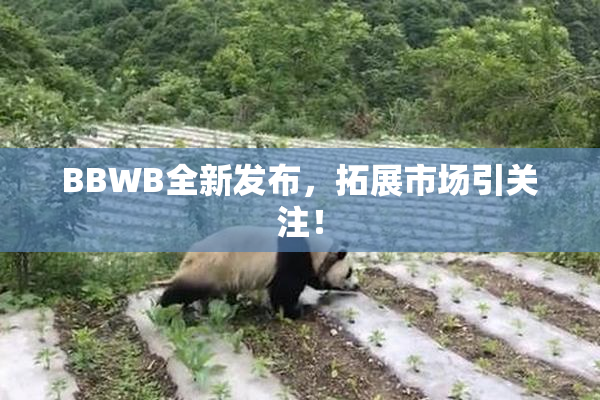 BBWB全新发布，拓展市场引关注！