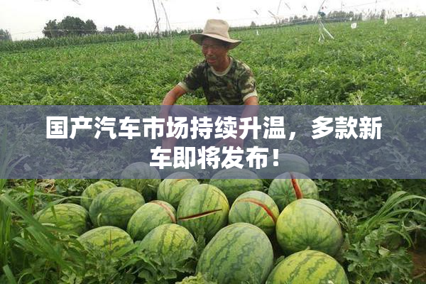 国产汽车市场持续升温，多款新车即将发布！