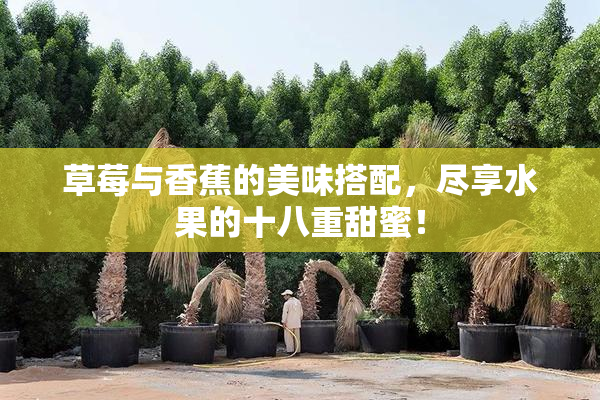 草莓与香蕉的美味搭配，尽享水果的十八重甜蜜！