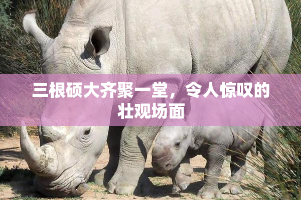 三根硕大齐聚一堂，令人惊叹的壮观场面