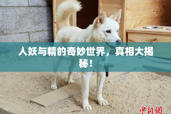 人妖与精的奇妙世界，真相大揭秘！