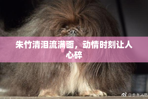 朱竹清泪流满面，动情时刻让人心碎