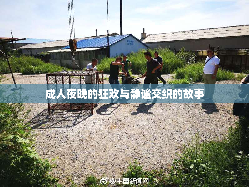成人夜晚的狂欢与静谧交织的故事
