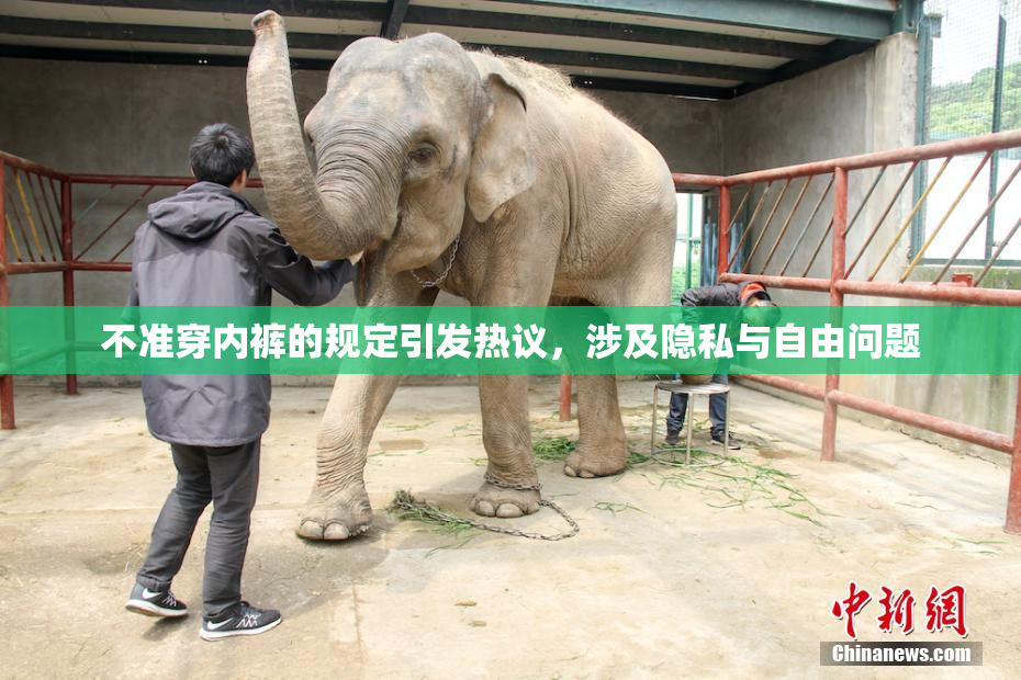 不准穿内裤的规定引发热议，涉及隐私与自由问题