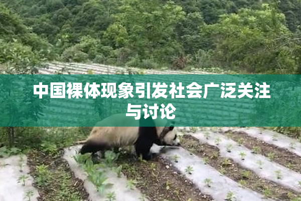 中国裸体现象引发社会广泛关注与讨论