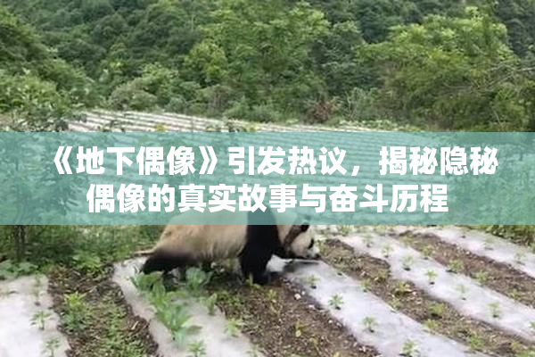 《地下偶像》引发热议，揭秘隐秘偶像的真实故事与奋斗历程