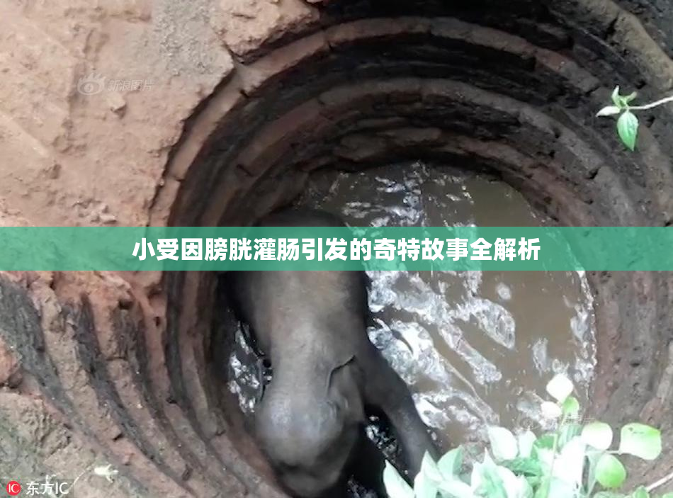 小受因膀胱灌肠引发的奇特故事全解析