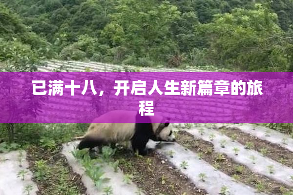 已满十八，开启人生新篇章的旅程