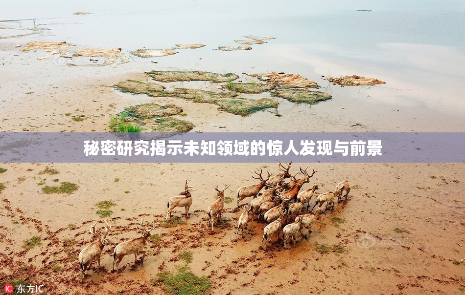 秘密研究揭示未知领域的惊人发现与前景