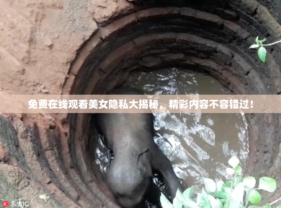 免费在线观看美女隐私大揭秘，精彩内容不容错过！