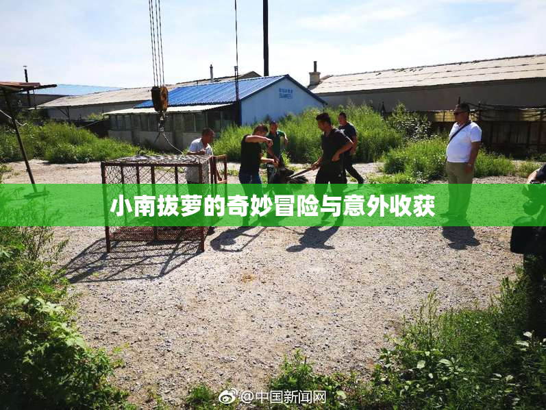 小南拔萝的奇妙冒险与意外收获