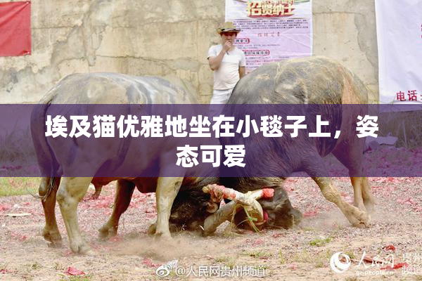 埃及猫优雅地坐在小毯子上，姿态可爱