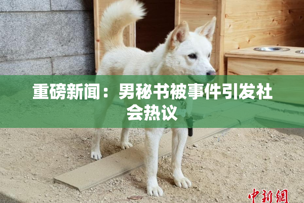 重磅新闻：男秘书被事件引发社会热议