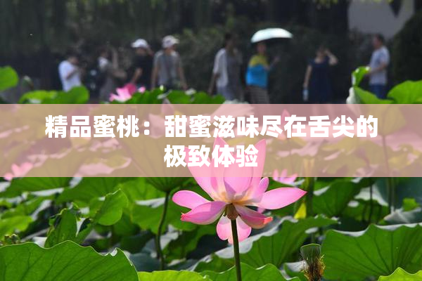 精品蜜桃：甜蜜滋味尽在舌尖的极致体验