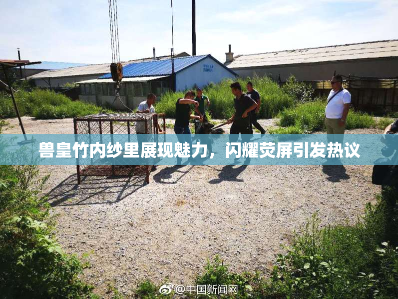 兽皇竹内纱里展现魅力，闪耀荧屏引发热议