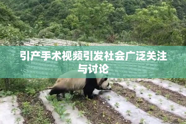 引产手术视频引发社会广泛关注与讨论