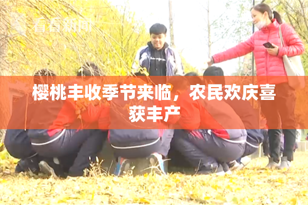 樱桃丰收季节来临，农民欢庆喜获丰产