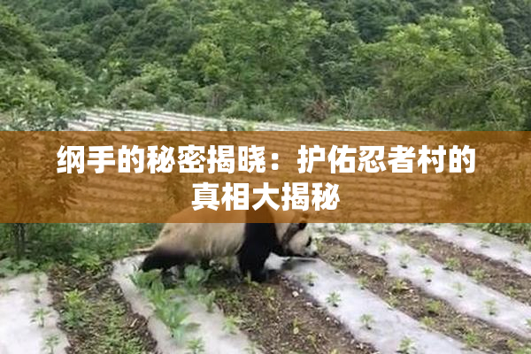 纲手的秘密揭晓：护佑忍者村的真相大揭秘