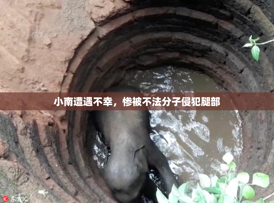 小南遭遇不幸，惨被不法分子侵犯腿部