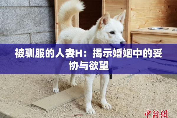 被驯服的人妻H：揭示婚姻中的妥协与欲望