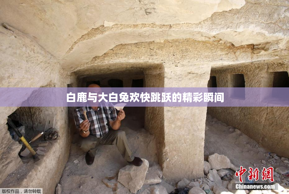 白鹿与大白兔欢快跳跃的精彩瞬间