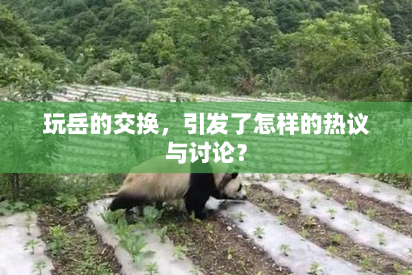 玩岳的交换，引发了怎样的热议与讨论？