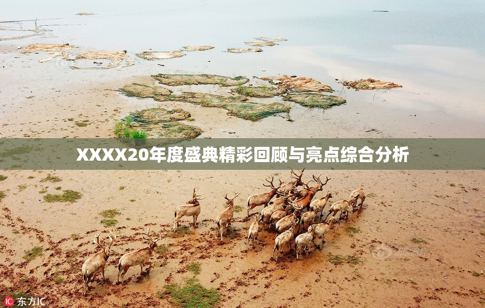 XXXX20年度盛典精彩回顾与亮点综合分析